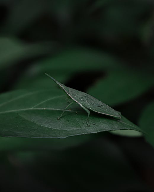 A close-up image of a green leaf with a small, camouflaged leaf insect resting on its surface. The insect's body and wings resemble the color and texture of the leaf, blending seamlessly with the surrounding foliage. The leaf's surface is slightly glossy, with visible veins branching out from the central stem, and droplets of water are scattered across it. The background features blurred, darker green leaves, creating a natural and dense environment typical of a garden or forest setting. The scene is softly lit, emphasizing the insect's subtle presence amid the plant life, illustrating a natural example of camouflage in an outdoor environment suitable for detailed visual descriptions related to outdoor flora and fauna or environmental contexts in waste management imagery where soil or plant life is involved.